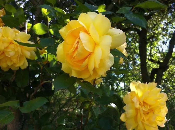 Ca Biocco 3* Sogliano al Rubicone